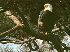 Majesty in the Pines2 copia
